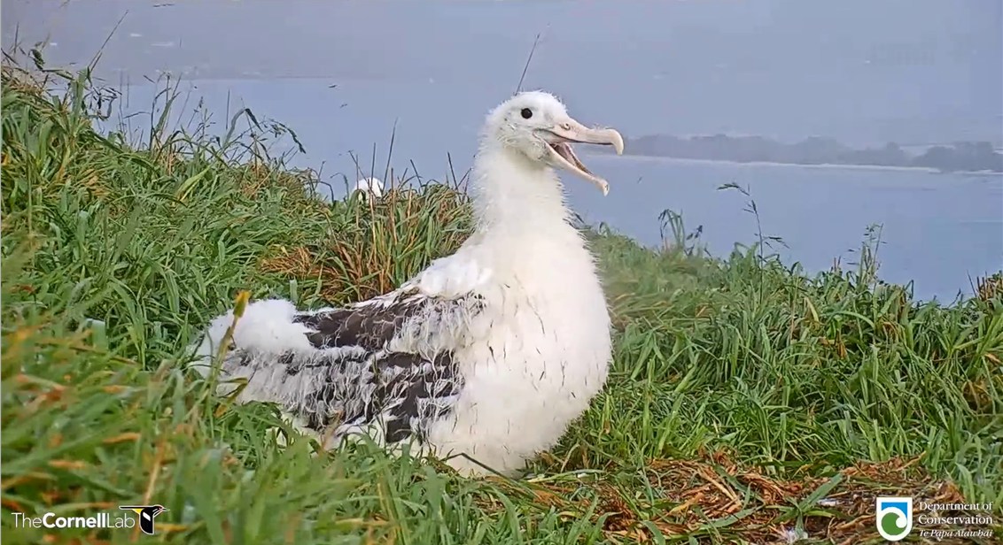 Manaaki NRAlbatross 3