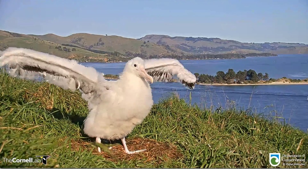 Manaaki NRAlbatross 5