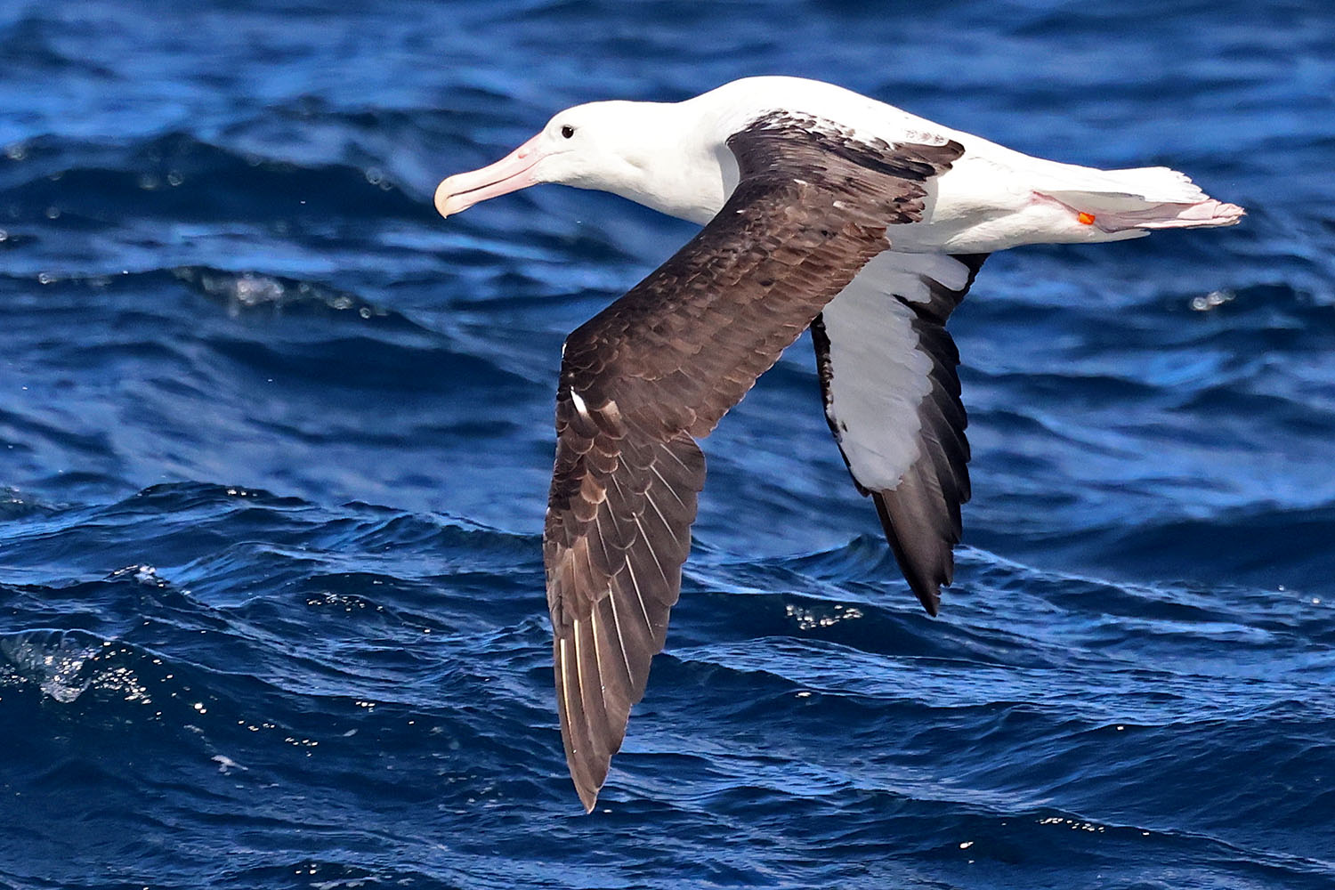 Orange banded Northern Royal Albatross 1