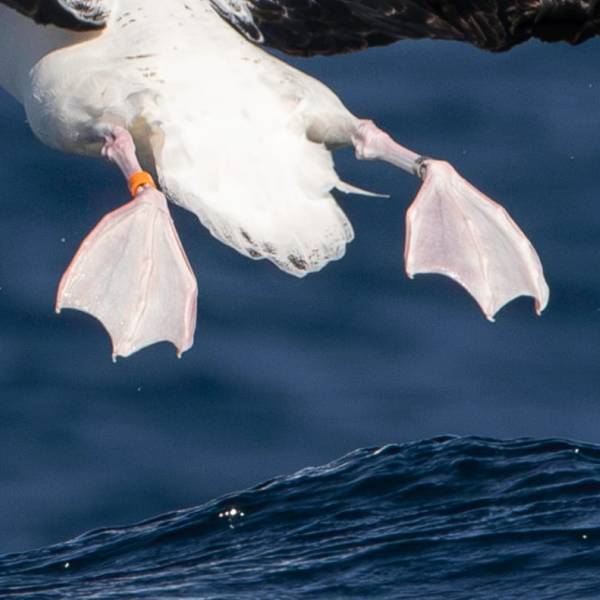 They do get about: two colour banded great albatrosses are spotted at sea far from home