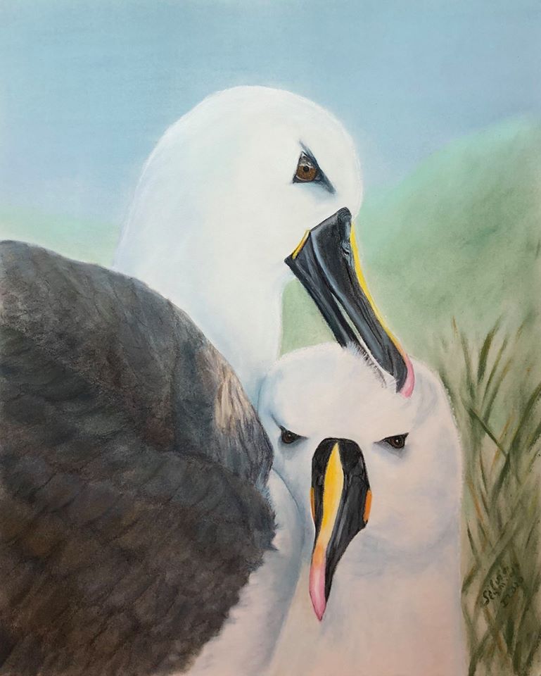 Atlantic Yellow nosed Albatross Michelle Risi Silvia Schmidt