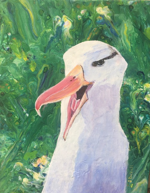 Black browed Albatross Sue Duvall 