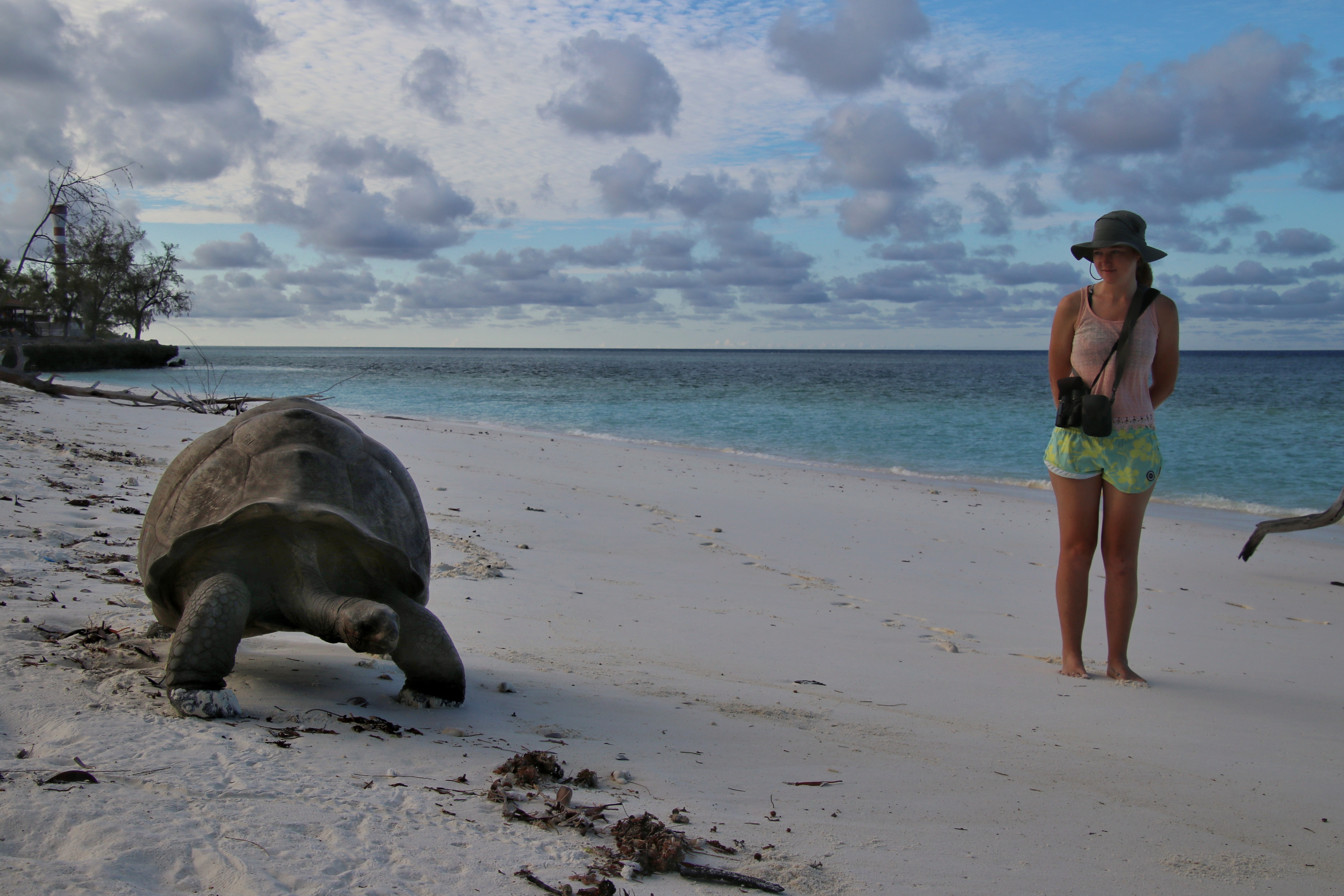 Michelle Risi Aldabra tortoise