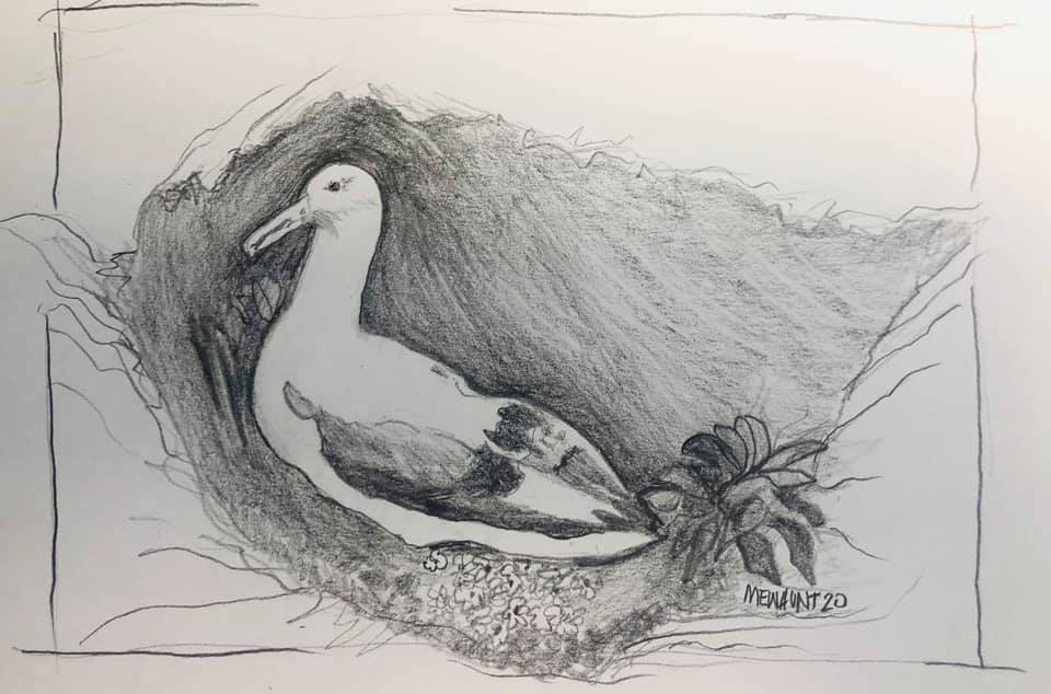 Southern Royal Albatross Graham Parker Mew Hunt