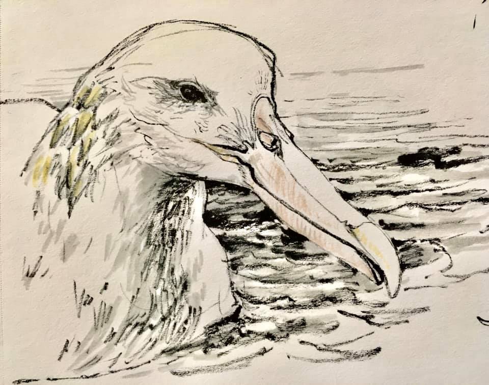 Wandering Albatross Laurie Johnson April Grossruck