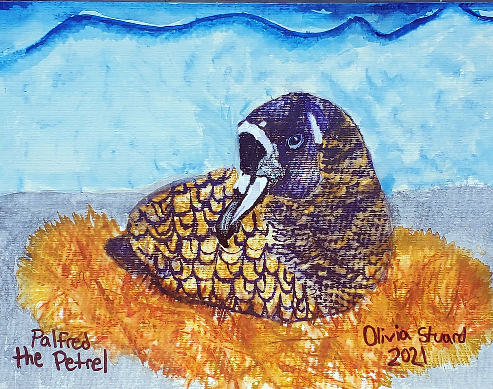 Olivia Stuard 11 yrs Inktense watercolour Spectacled Petrel Peter Ryan