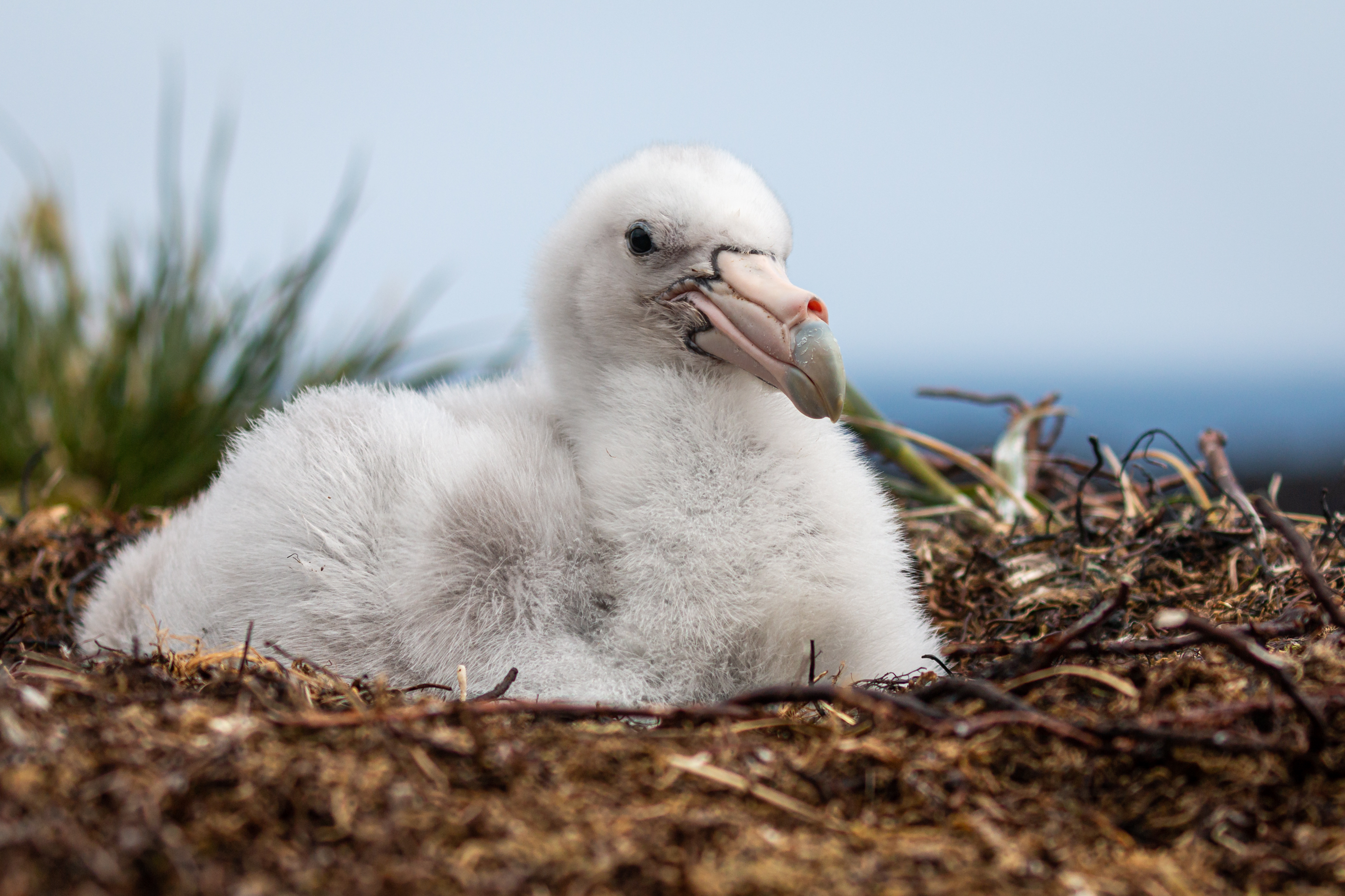 20151205 SGP chick