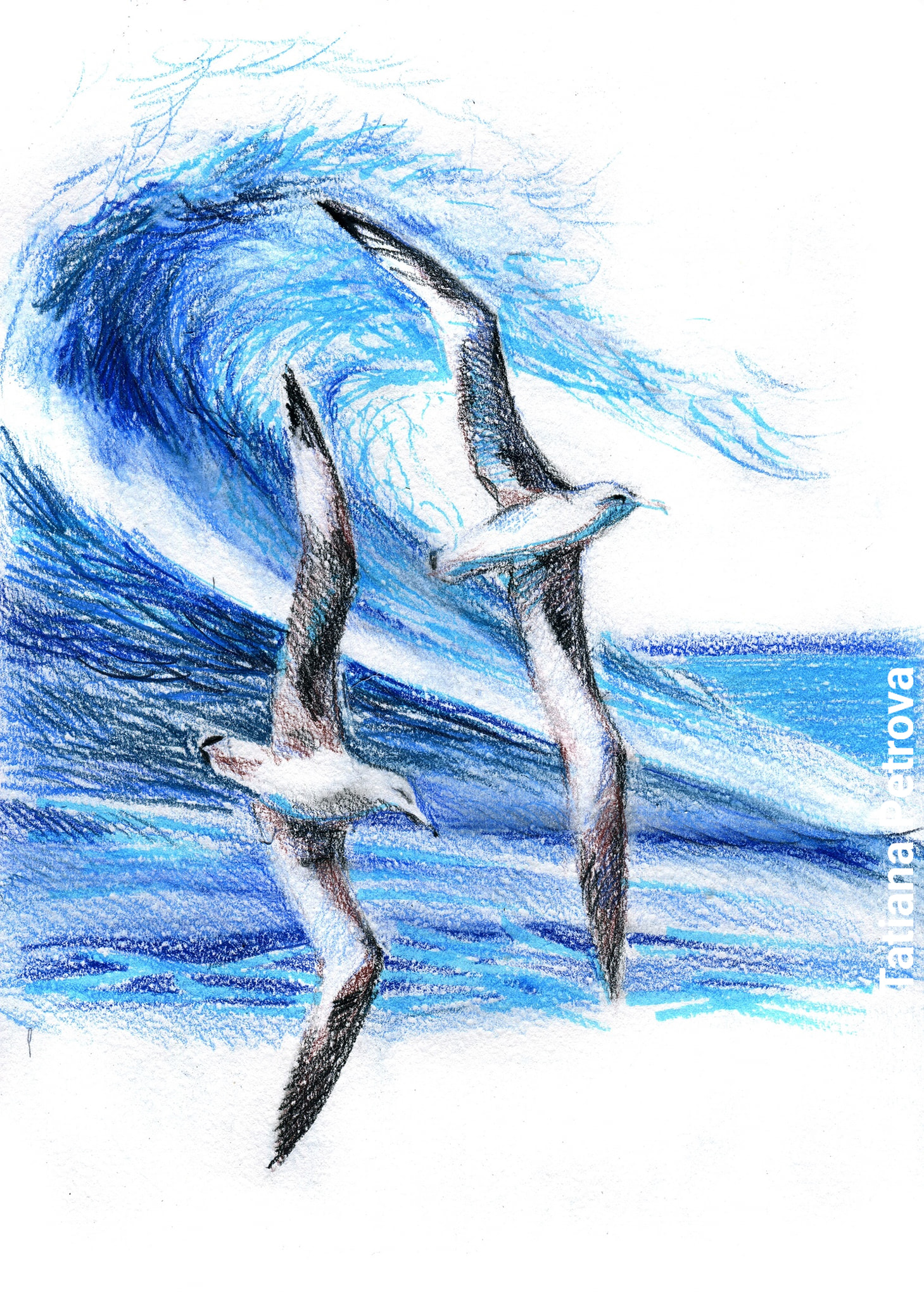 Tatiana Petrova Laysan Albatrosses pencils