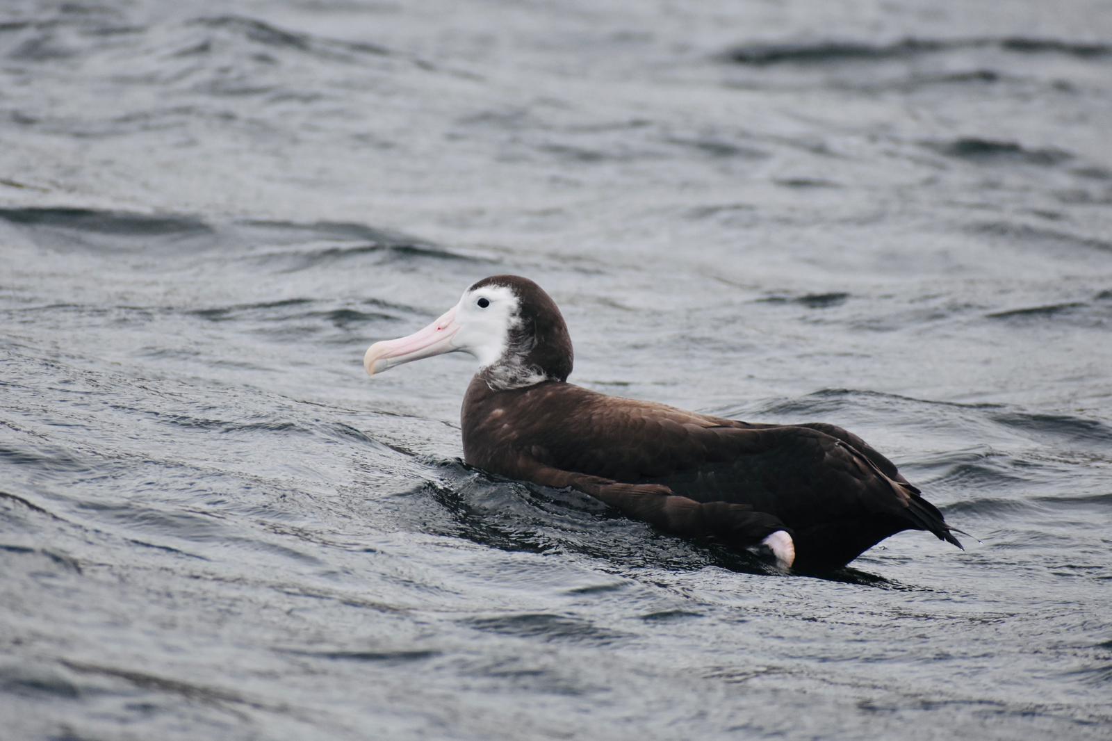 Cibsons Albatross juv Laura Findlay