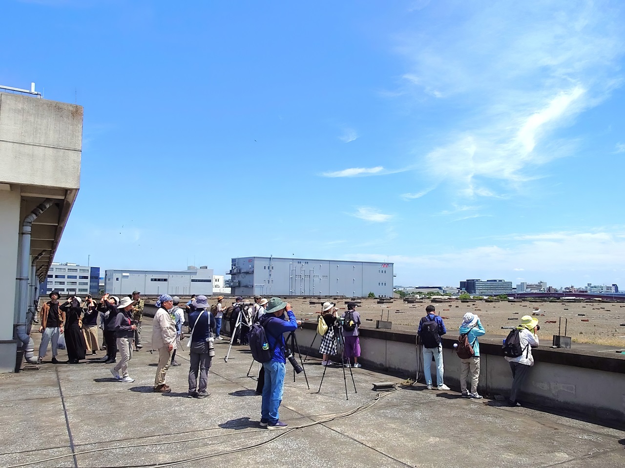 Japan 2024 WADSW little tern guided tour