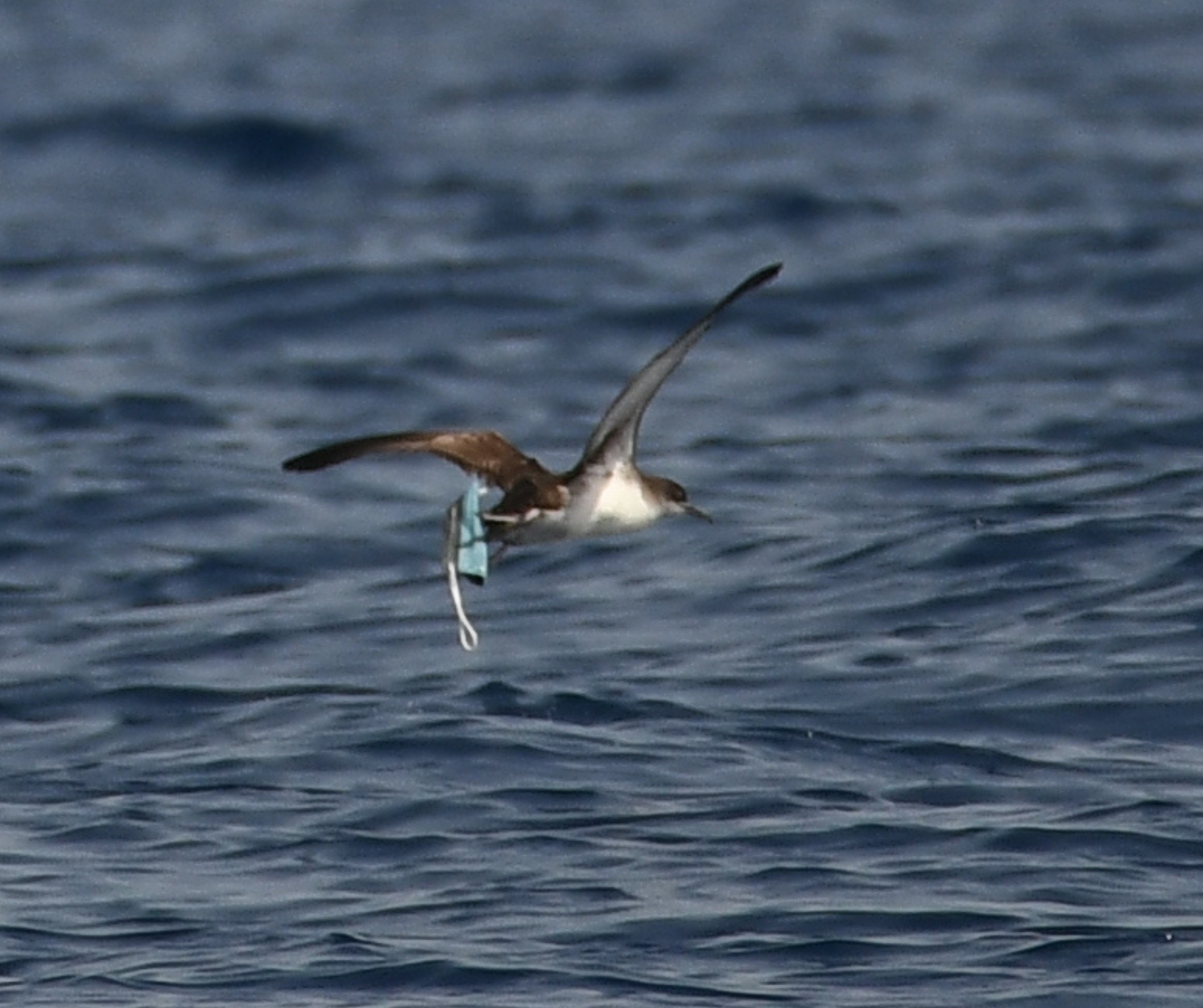 Yelkouan Shearwater tangled in COVID 19 facemask