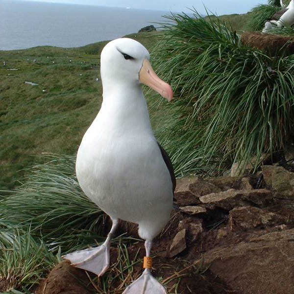 BBA Bird Island Richard Phillips