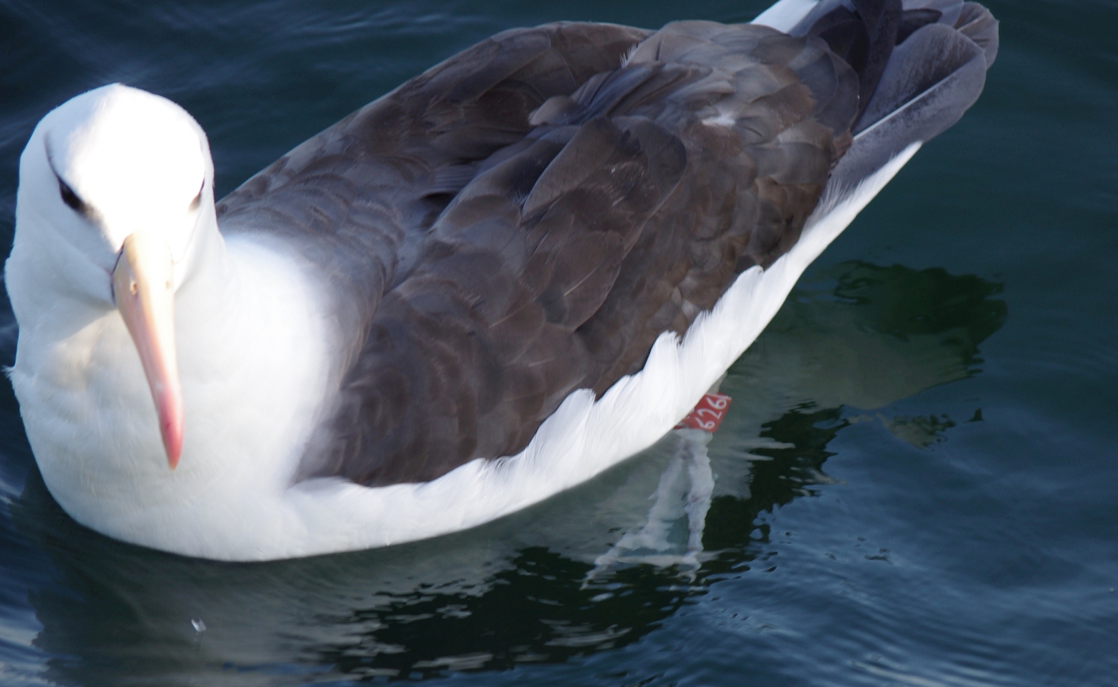 Black browed Albatross 1 Kollette Grobler