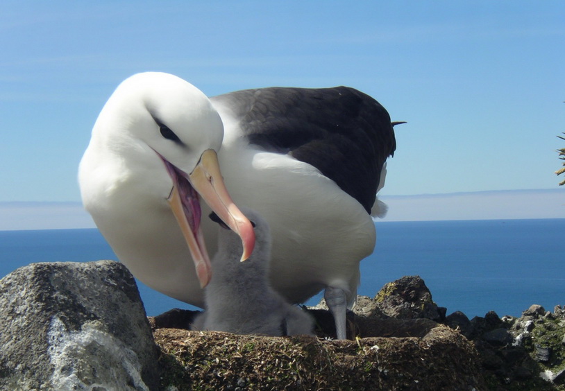 Black browed Albatross Heard Island RK