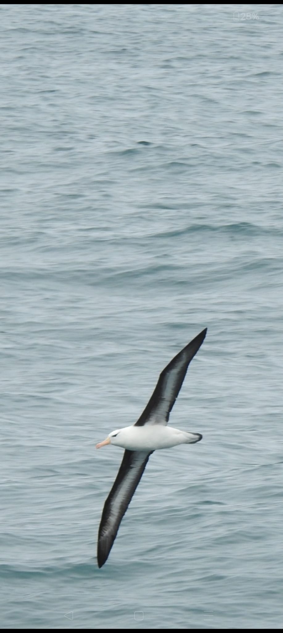 Iceland Black browed Albatross Husavik 10 June 2024