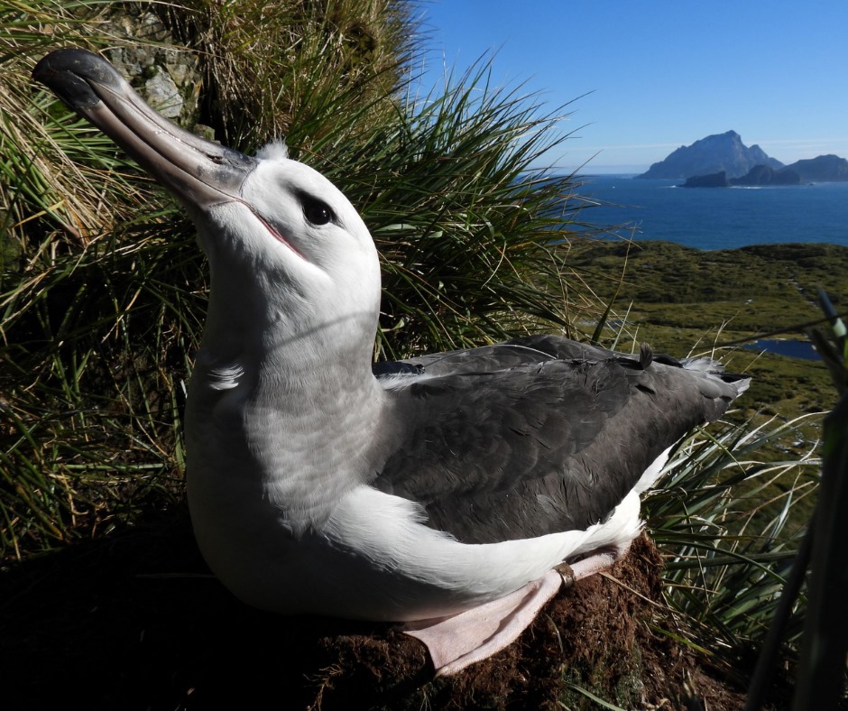 Orion Black browed Albatross 2