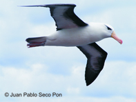 black browed albatross flying by juan pablo seco pon