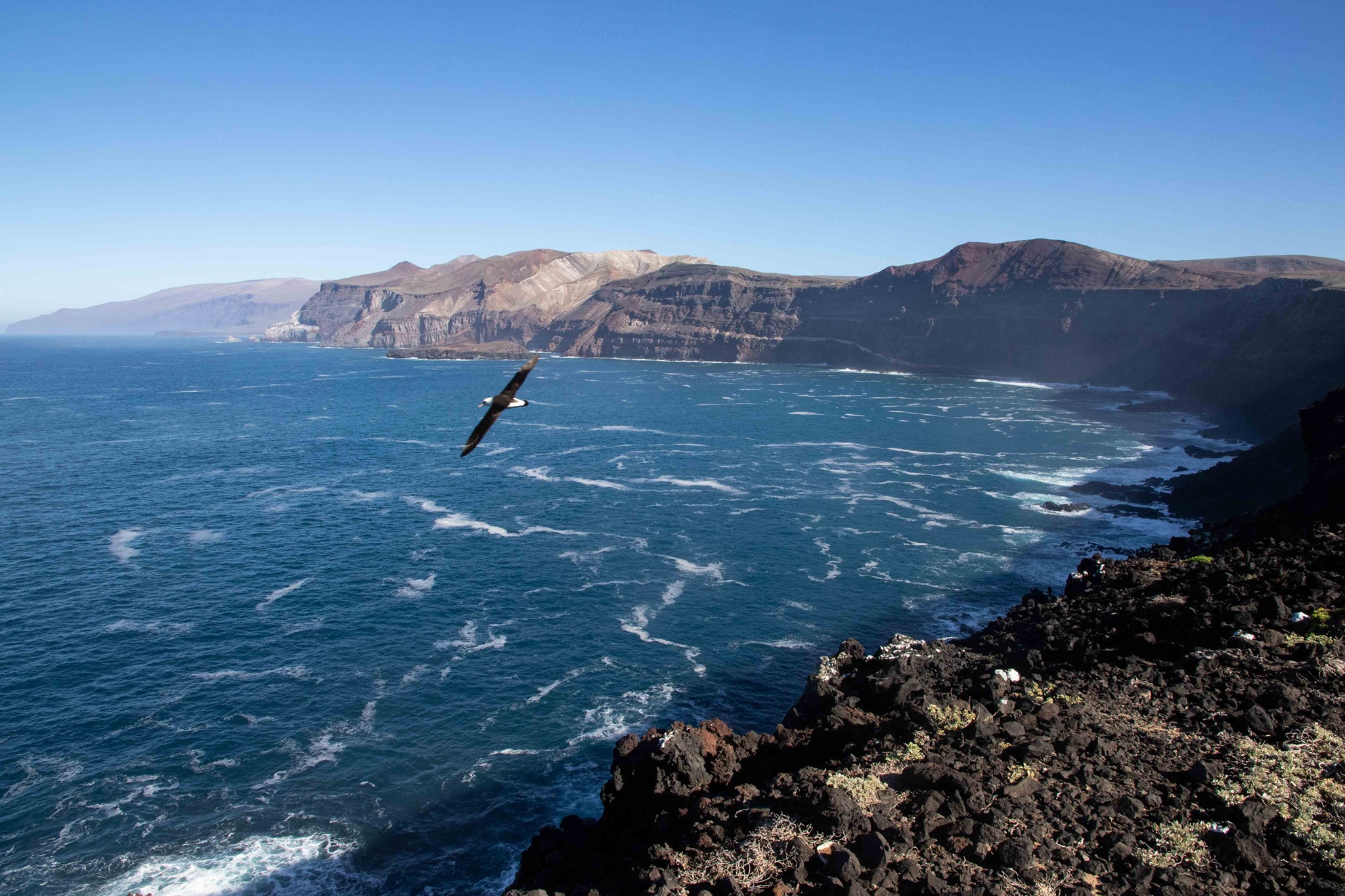 Guadalupe Albatross colony Eric VanderWerf