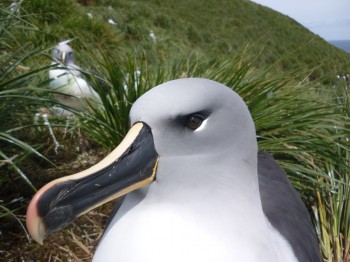 Bird Island 5 Richard Phillips