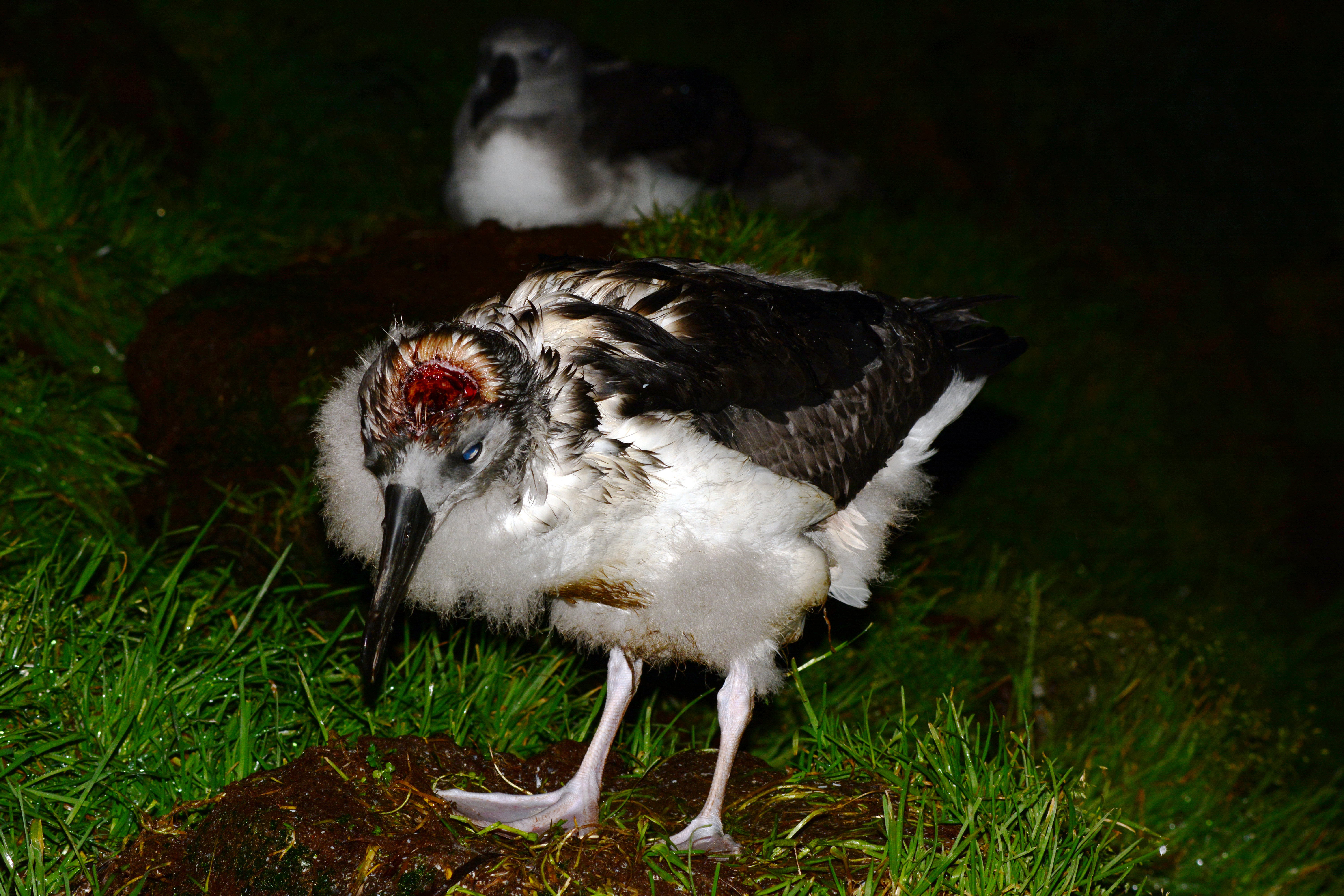 Grey headed Albatross 3 Ben Dilley