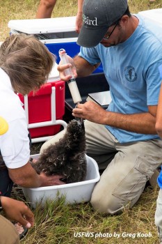 Feeding Laysan Albatross chick