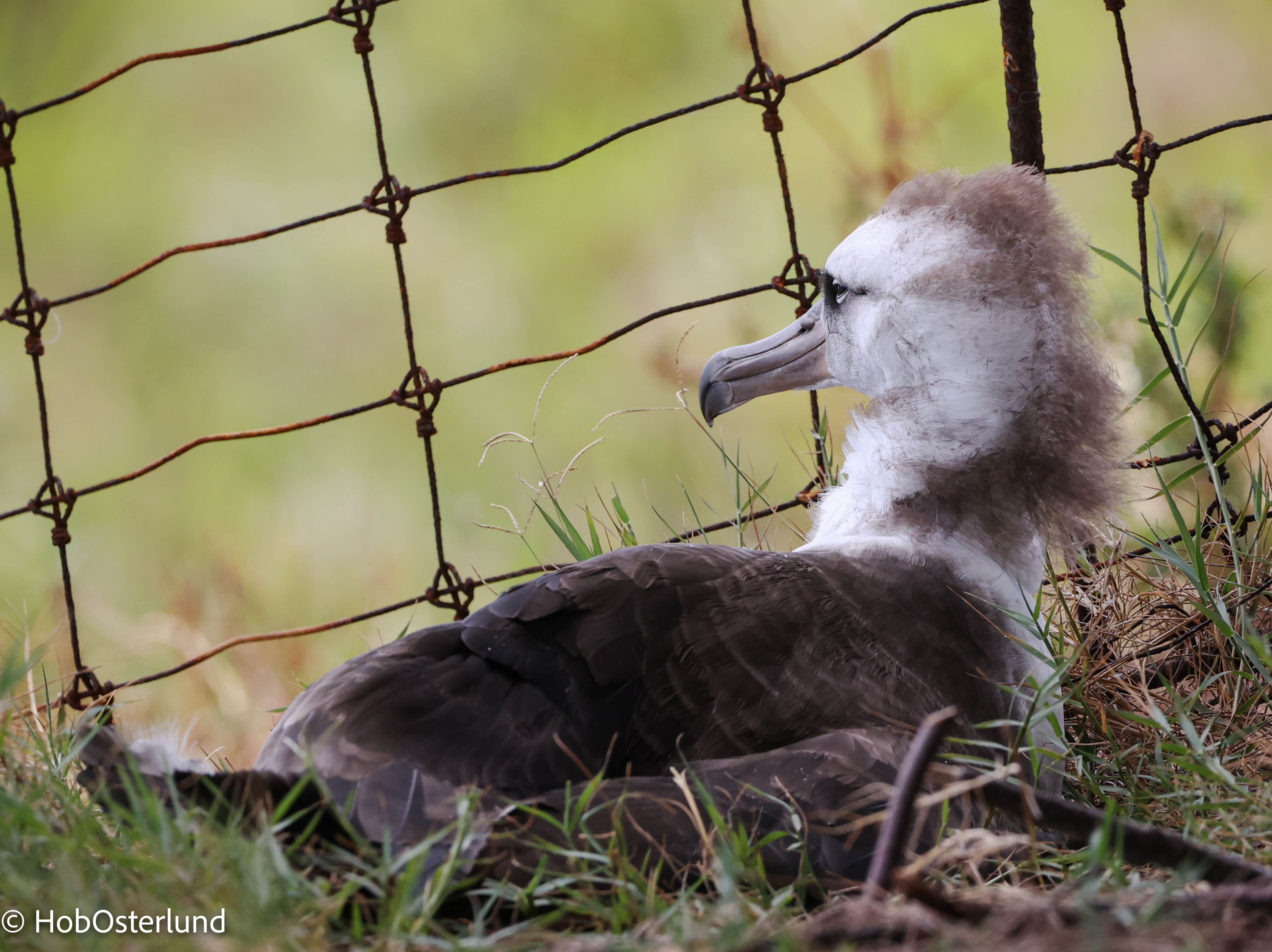 LAALFenceWait