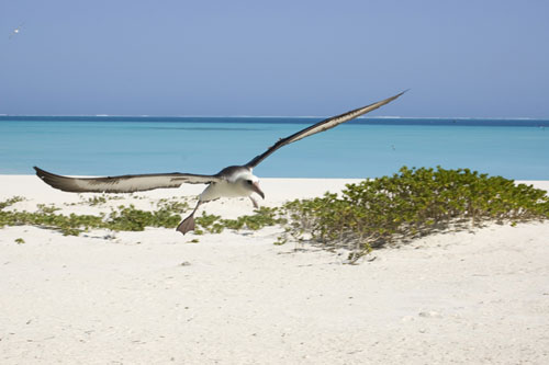 Laysan Albatross1 by James Lloyd