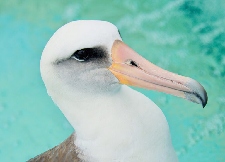 Stowaway Laysan Albatross 2