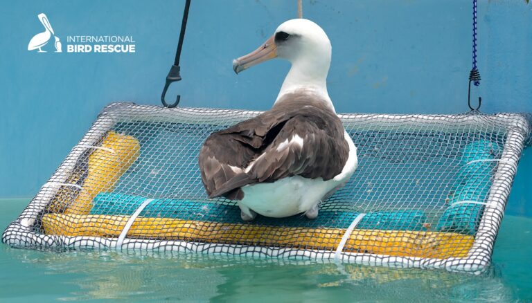 Stowaway Laysan Albatross 3