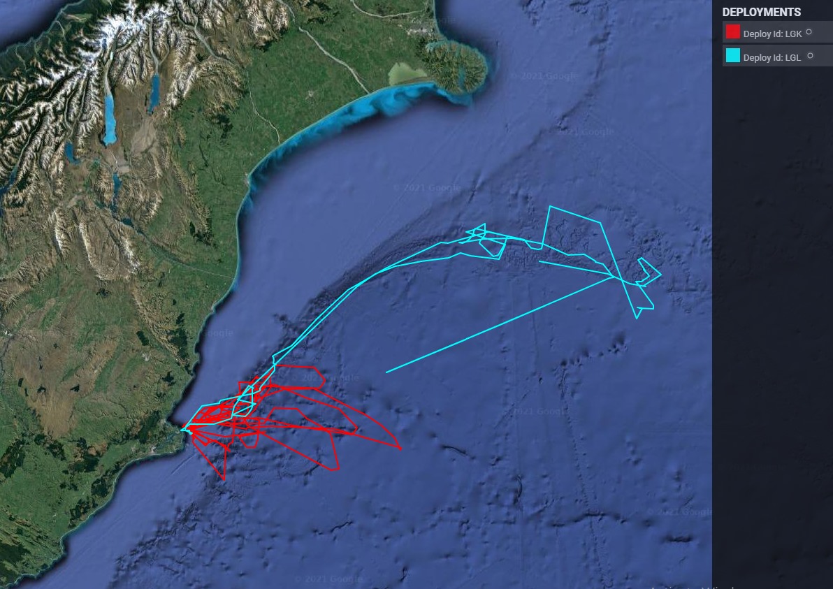 Royal Cam tracking