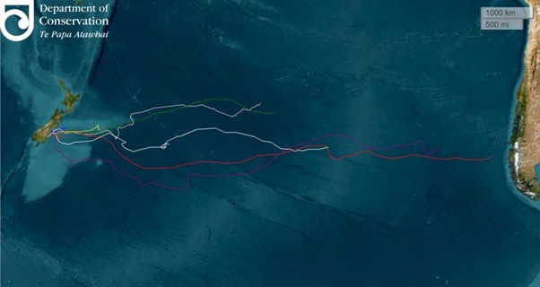 Taiaroa tracking 3