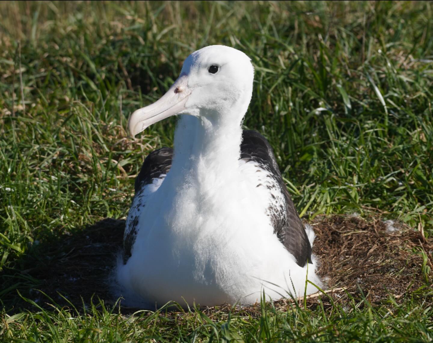 Royal Cam chick August 2024