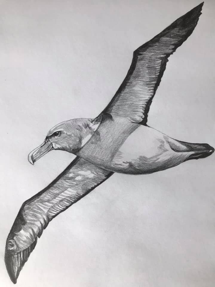 Salvins Albatross artists photo Virginia Nicol