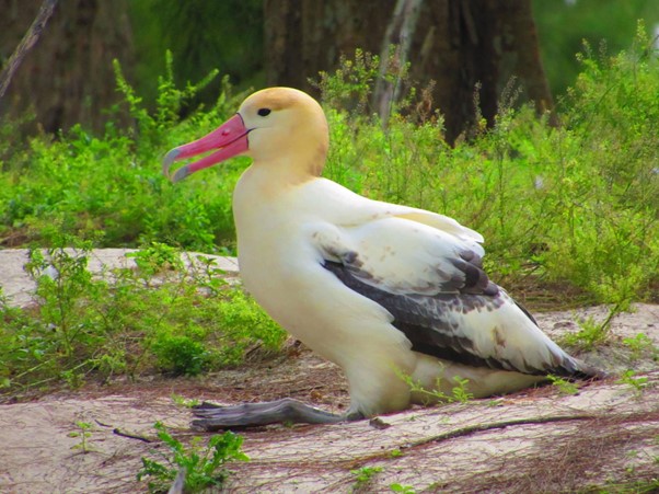 Forest Bird