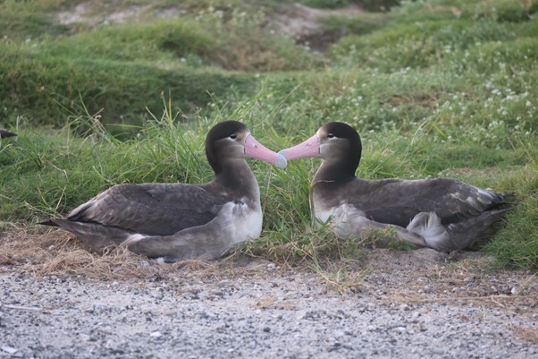 Two juvenilles