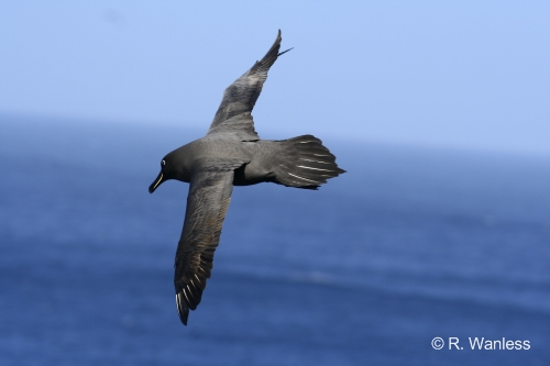 Sooty_Albatross_by_Ross_Wanless