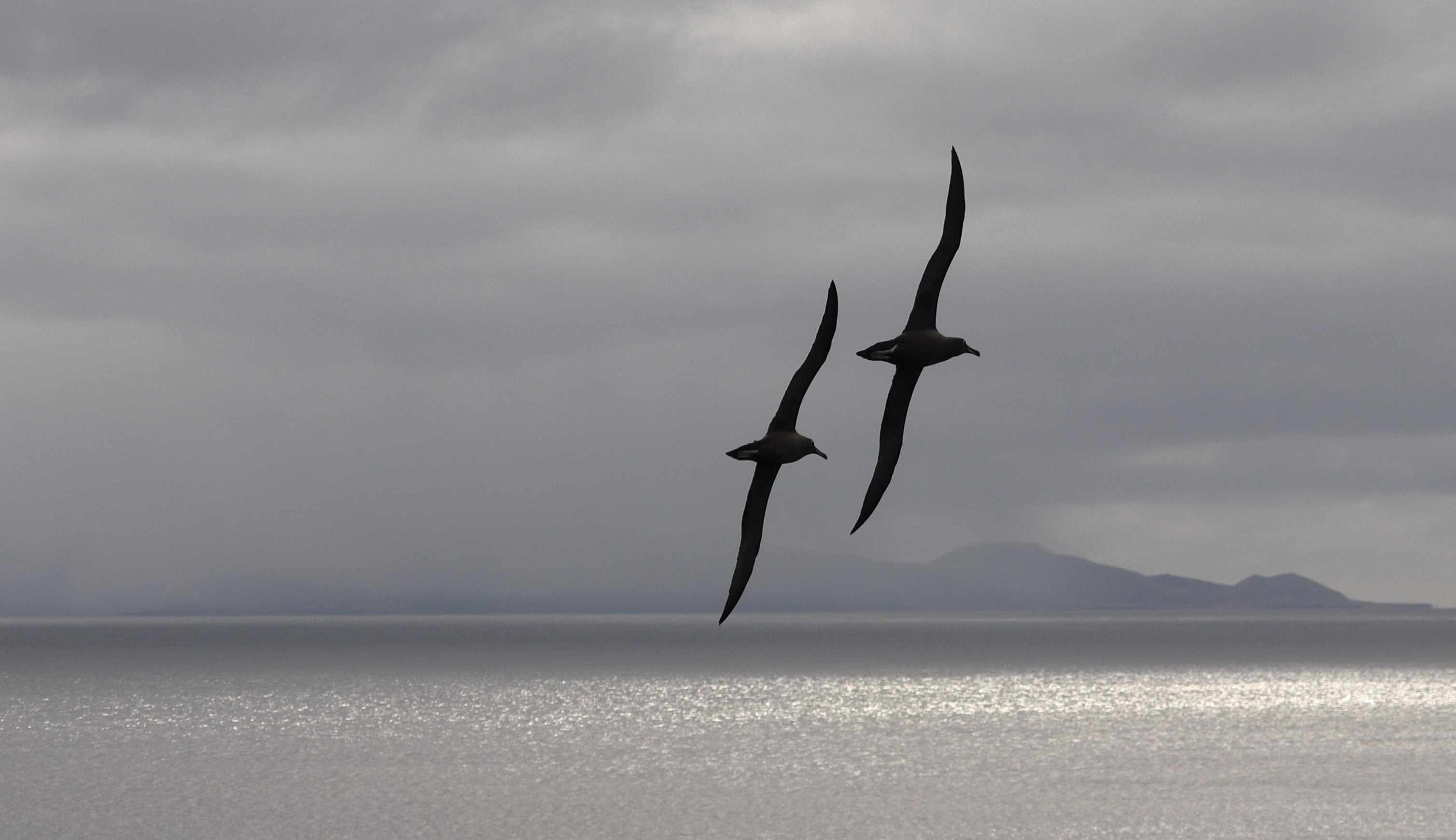 Stefan Schoombie Sooty Albatross 1