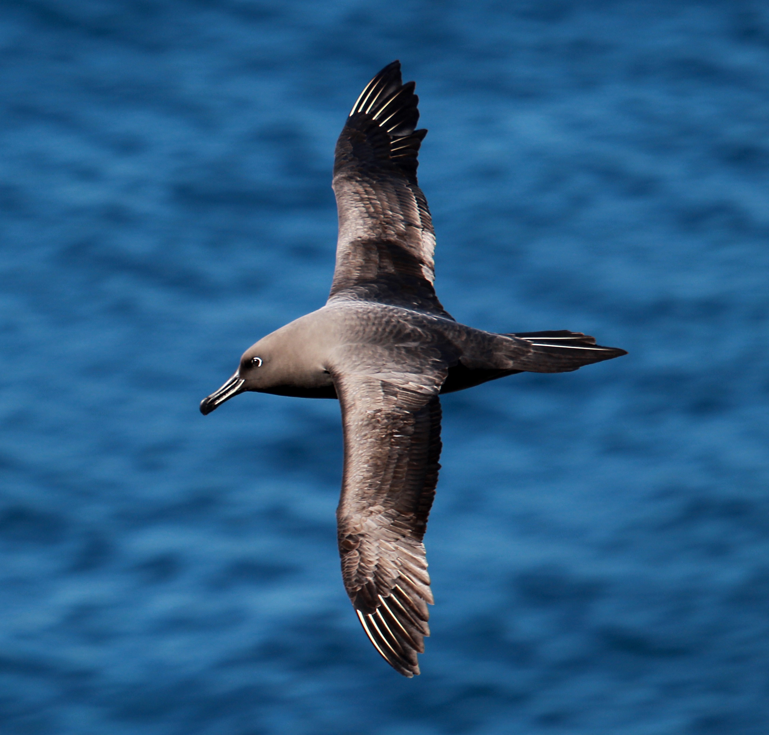 Stefan Schoombie Sooty flight shiny