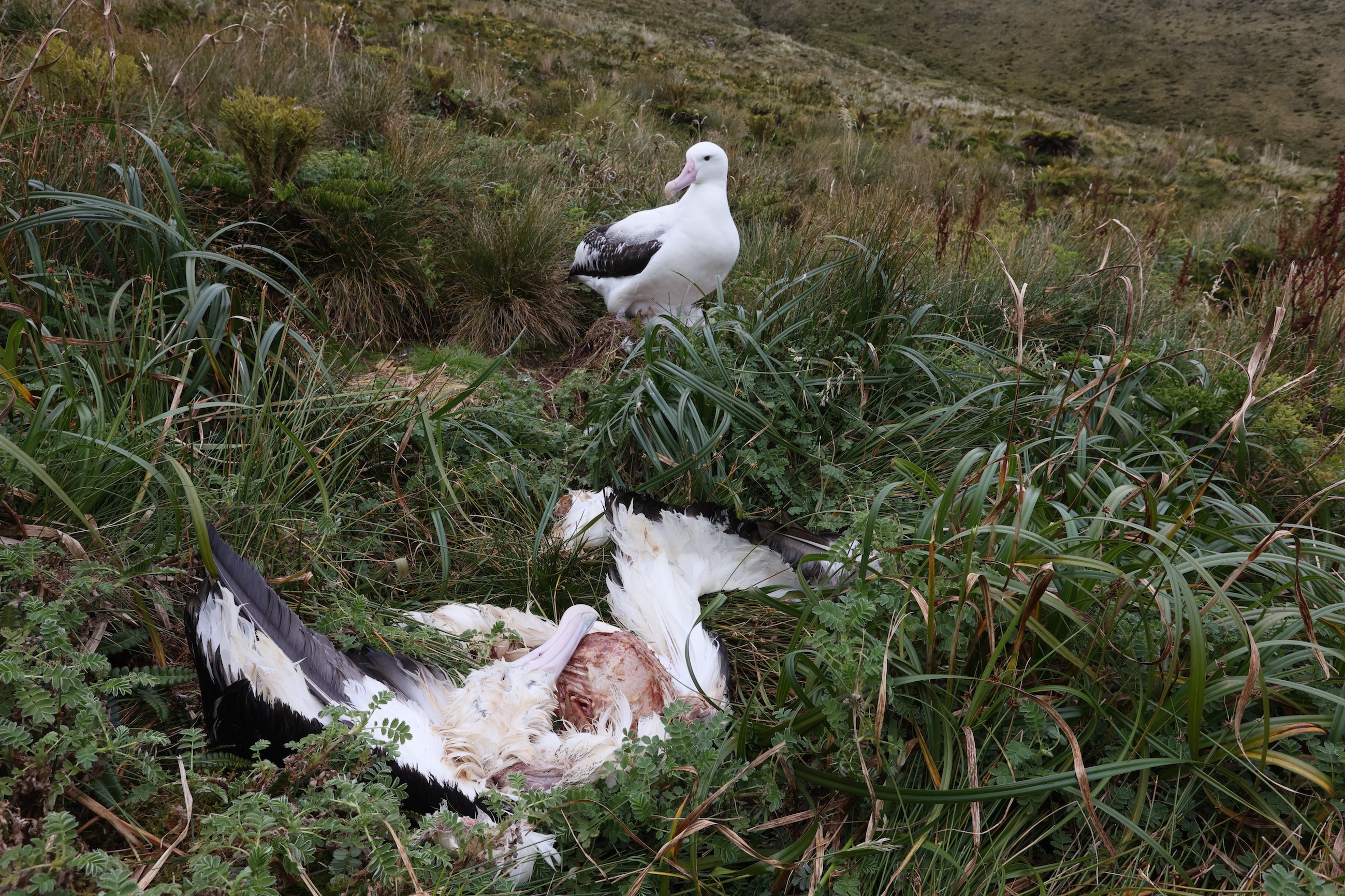 Peter Ryan AdultTristanAlbatross killed by mice