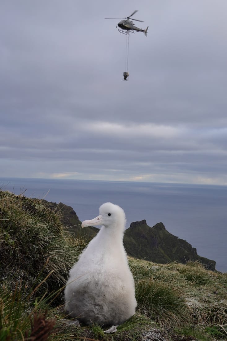 Bait drop Gough Michelle Risi