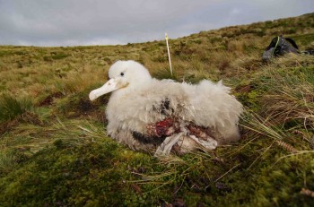 Wounded chick Karen Bourgeois  Sylvain Dromzee shrunk