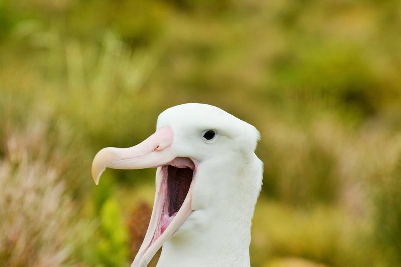 Tristan Albatross 9 Tom McSherry