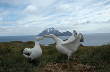 Bird Island 3 Richard Phillips