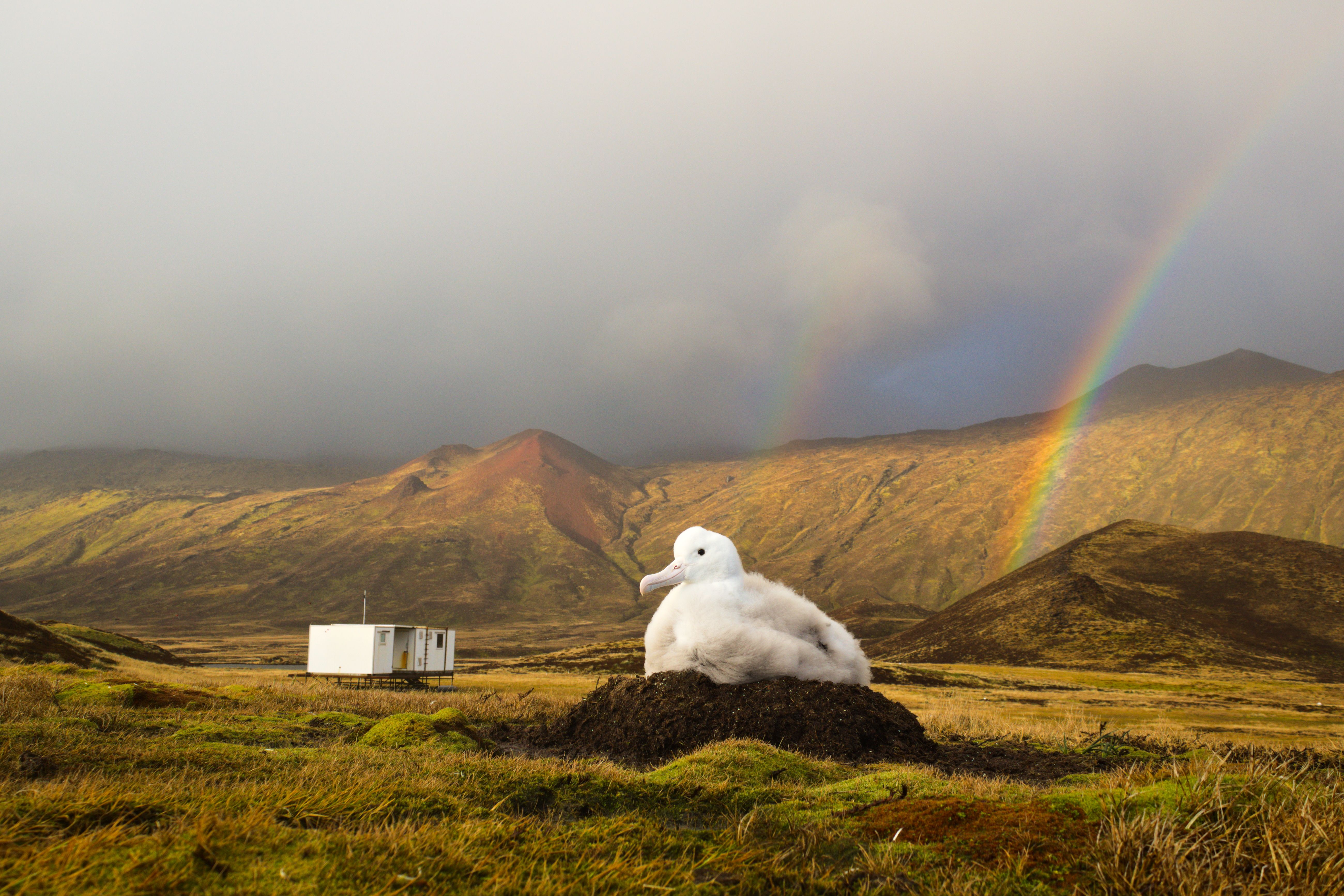 Sean Evans Wandering Albatross 1