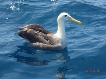 Waved Albatross