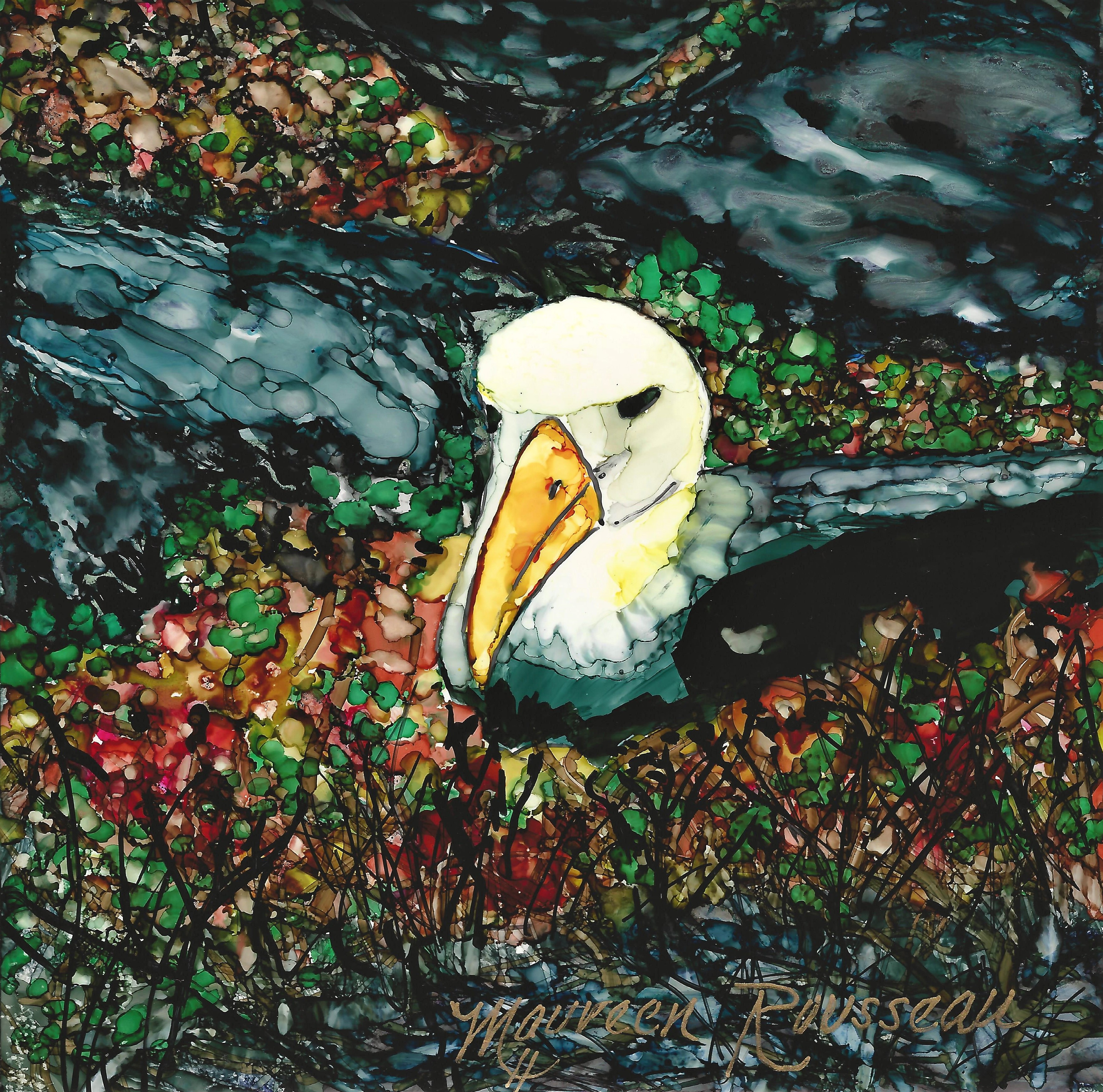 Waved Albatross Laurie Johnson Maureen Rousseau