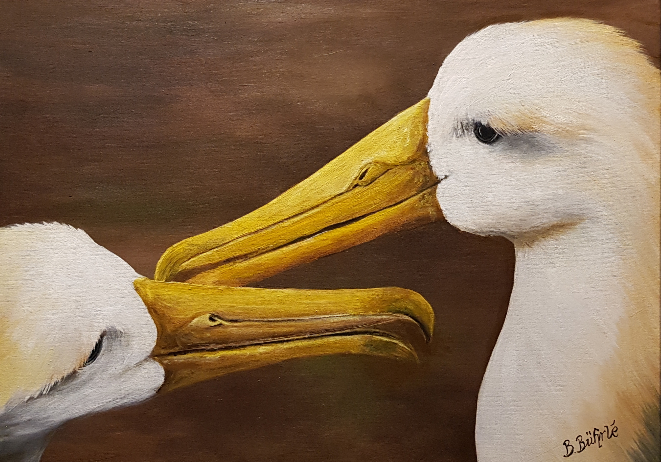 Waved Albatrosses Laurie Johnson Birgit Bührlé