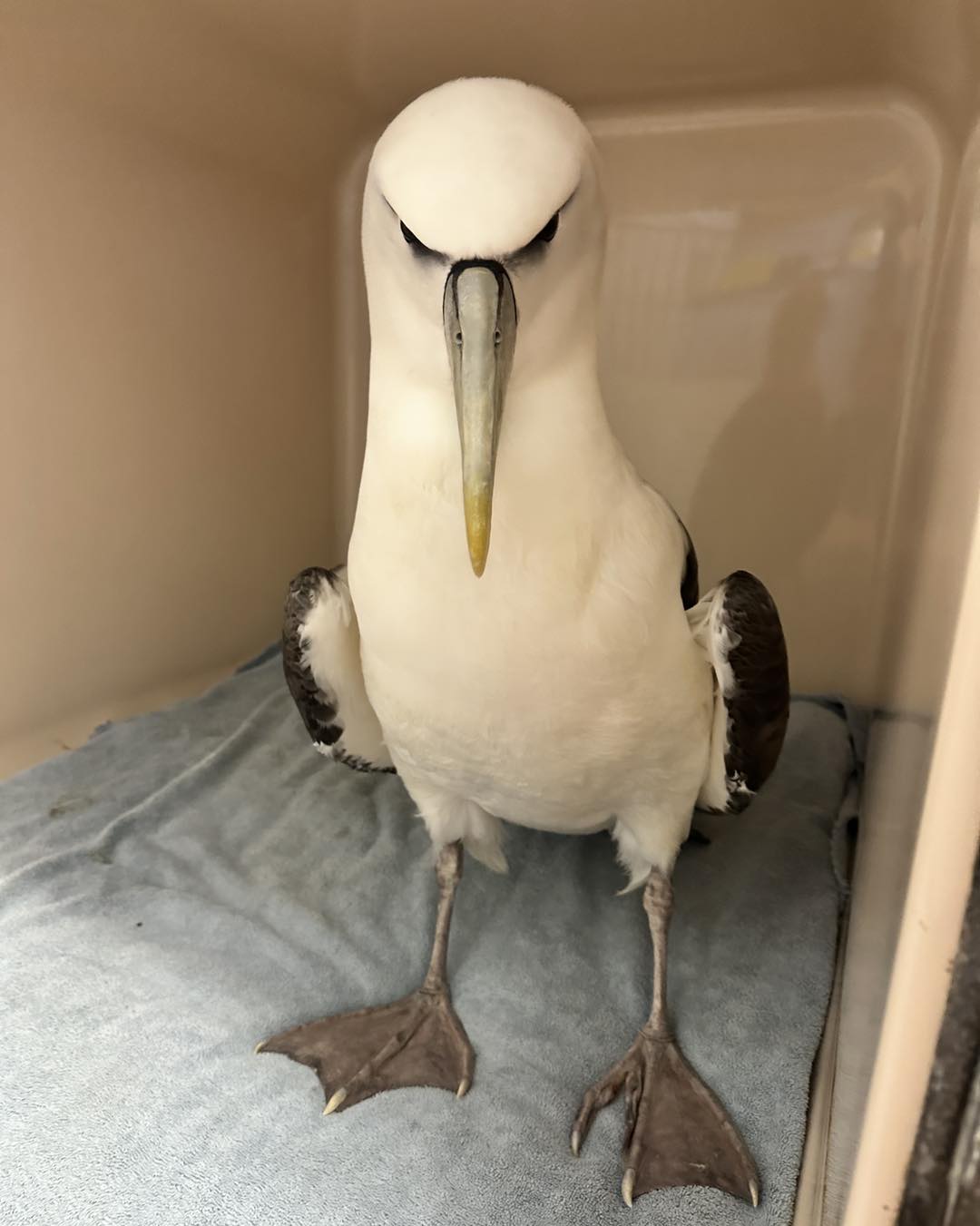 White capped Dunedin Wildlife Hospital 2