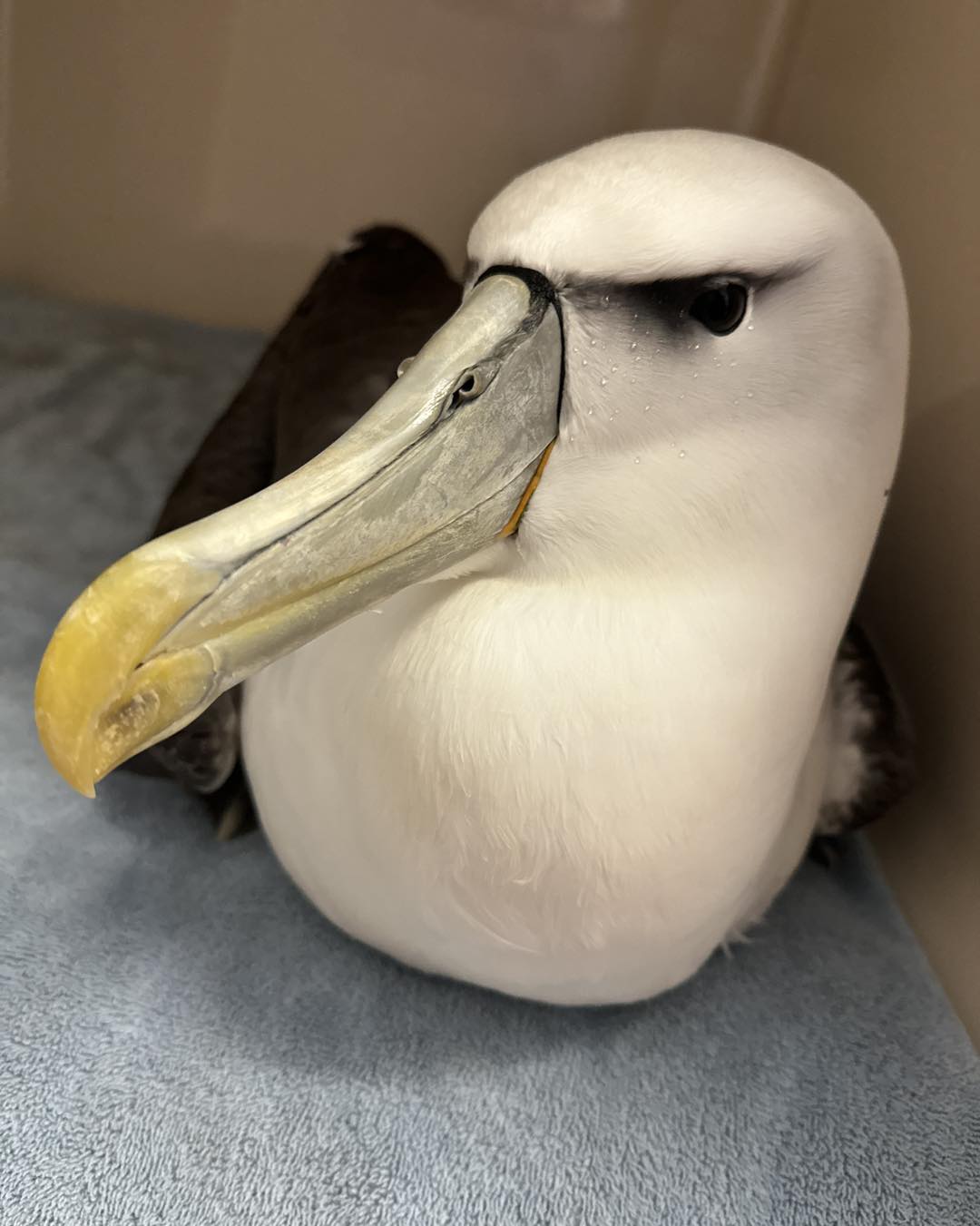 White capped Dunedin Wildlife Hospital 3