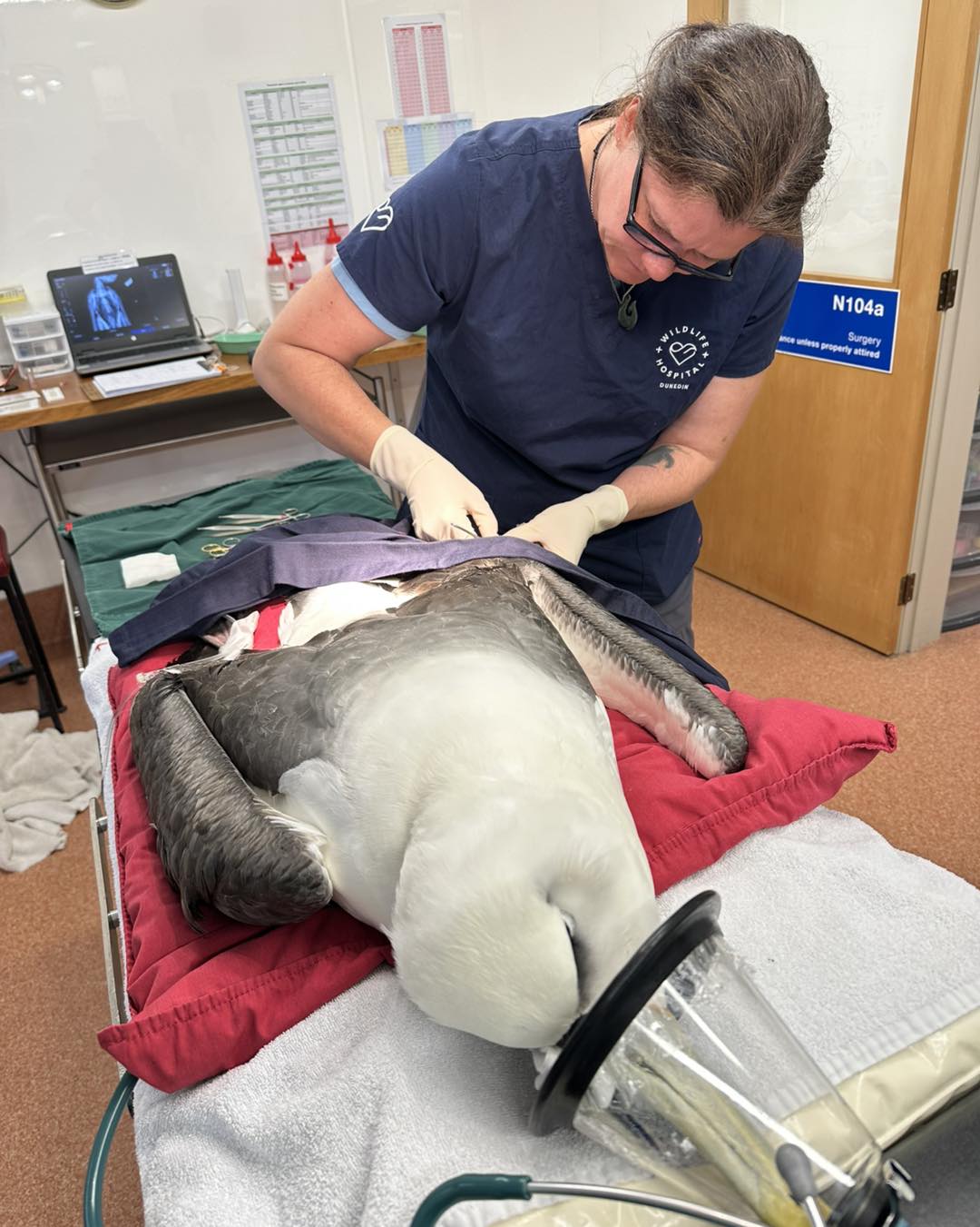 White capped Dunedin Wildlife Hospital 4